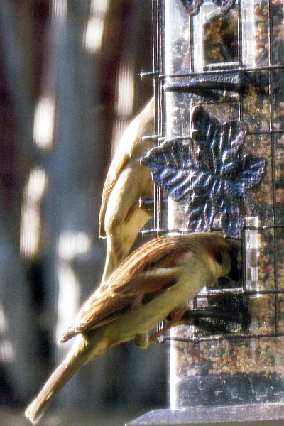 house sparrows on our new feeder outside our Harrisonburg apartment
