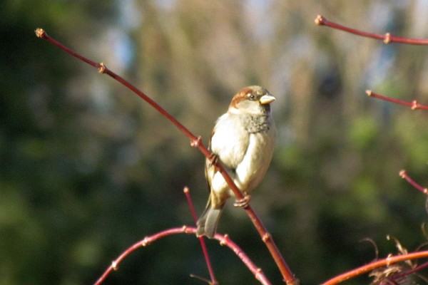 female house sparrow in a small tree