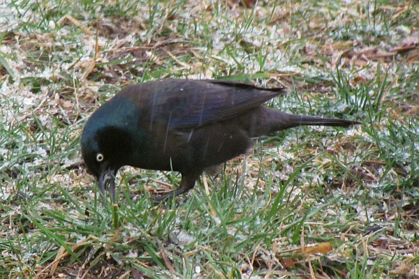 Common Grackle