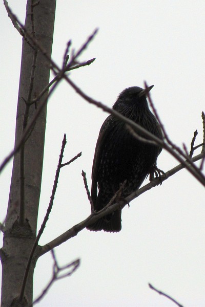 a starling in a maple tree