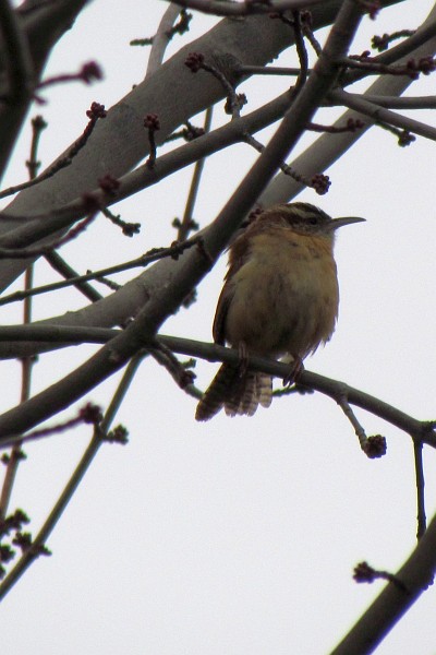 a Carolina Wren in a tree