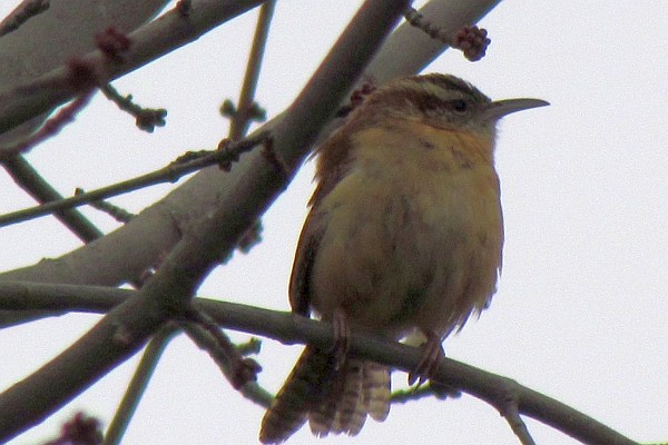 Carolina Wren staying warm with fuffled feathers