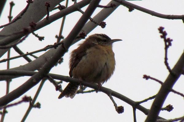 the Carolina wren with ruffled feathers to keep warm