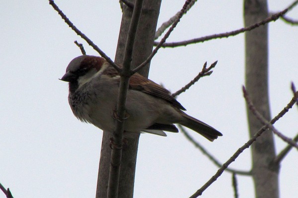 a male house sparrow in a tree