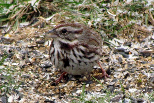 Song Sparrow