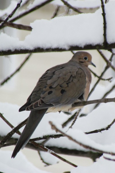 Mourning Dove in a tree