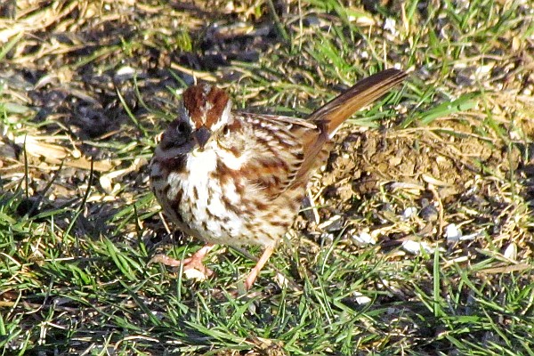 Song Sparrow