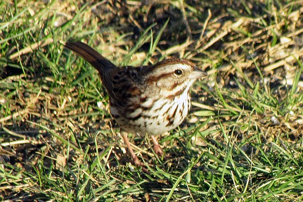 Song Sparrow