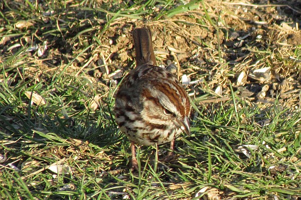 Song Sparrow