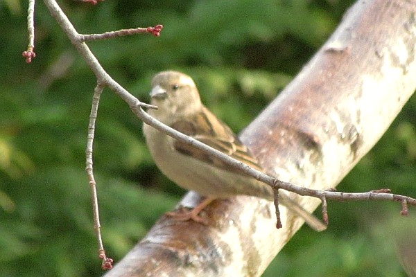 female house sparrow in a tree