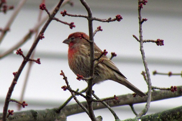 a male house finch up in a tree