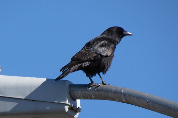 American Crow on a street light pole