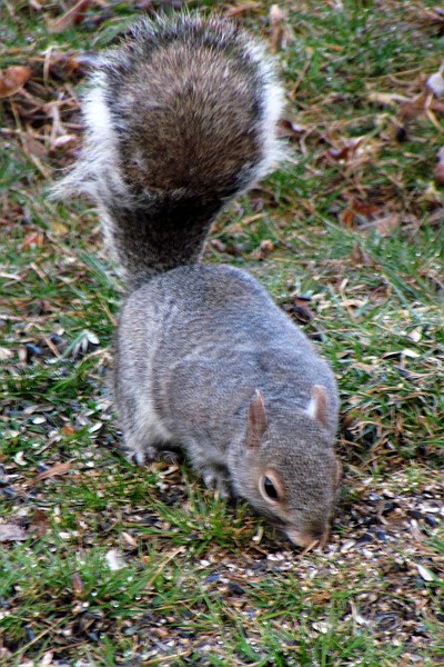 a healthy Squirrel