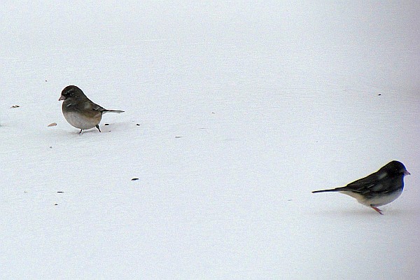 two juncos under the feeder