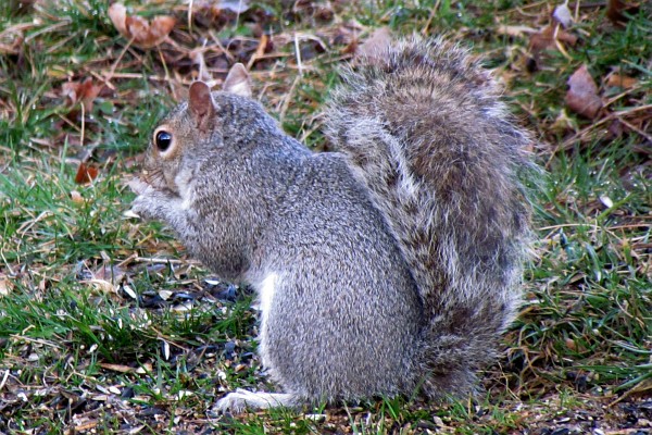 a Squirrel eats