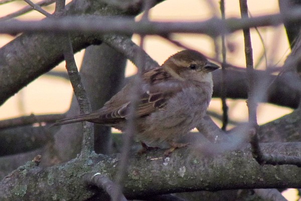 female House Sparrow