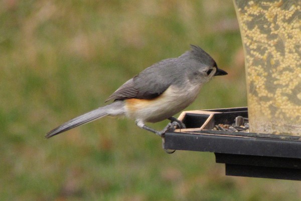 Tufted Titmouse