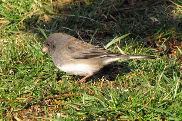 Junco