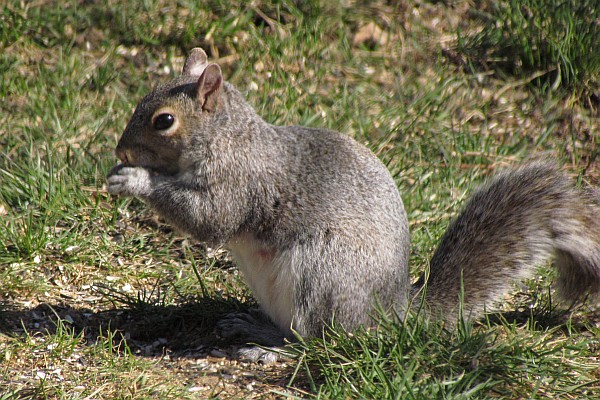 a squirrel eating