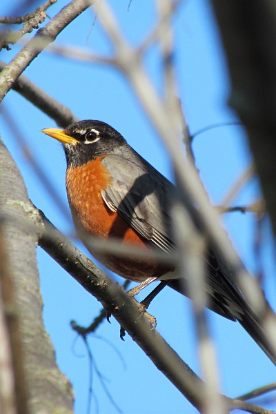 Robin in a tree