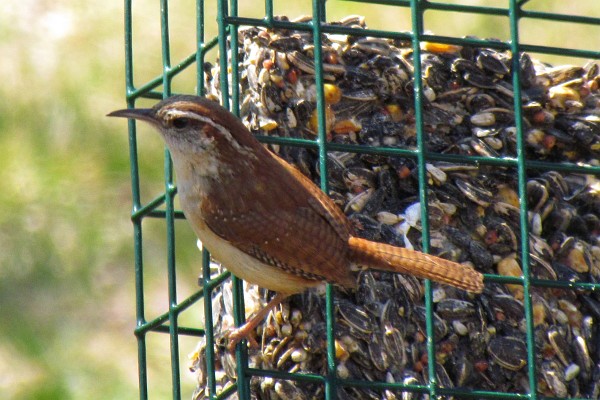 Carolina Wren picks at the seed cake