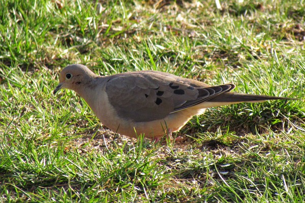 Mourning Dove