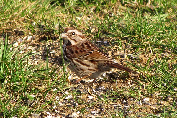 Female House Sparrow