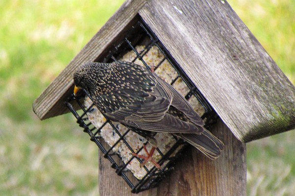 Starlings have returned