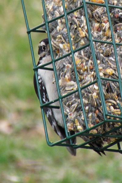 Downy Woodpecker