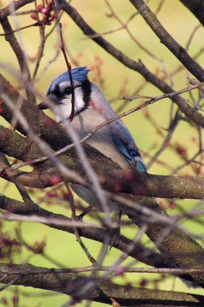 Blue Jay in a tree