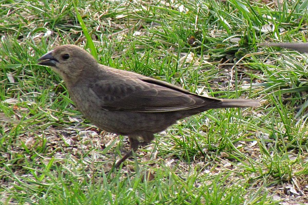 Female Brown-headed Cowbird