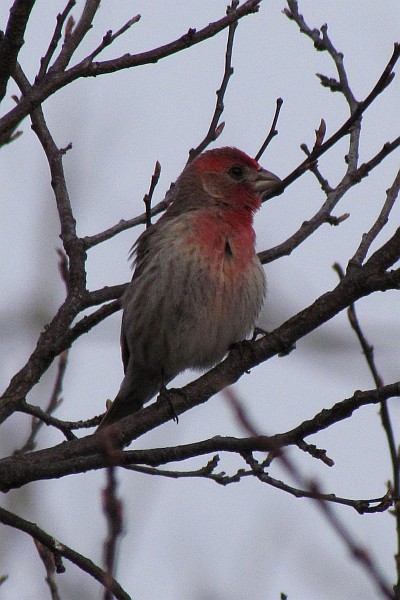 Male House Finch