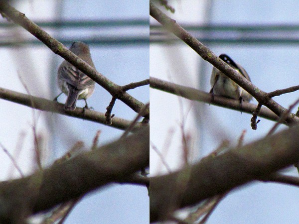 Junco perching then sitting on branch