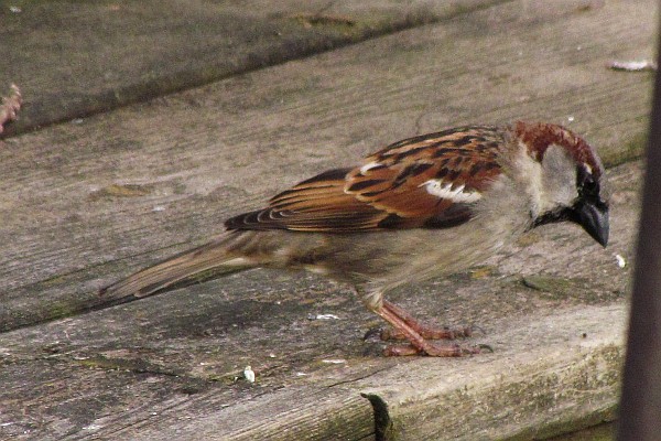 Male House Sparrow