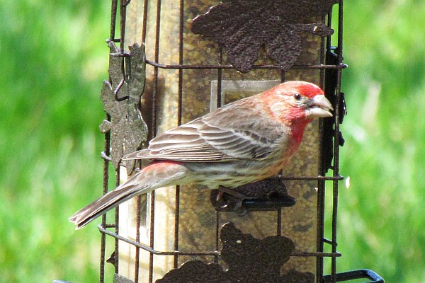 Male House Finch