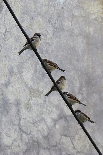 five male house sparrows on a wire