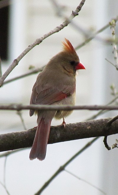 Female Cardinal