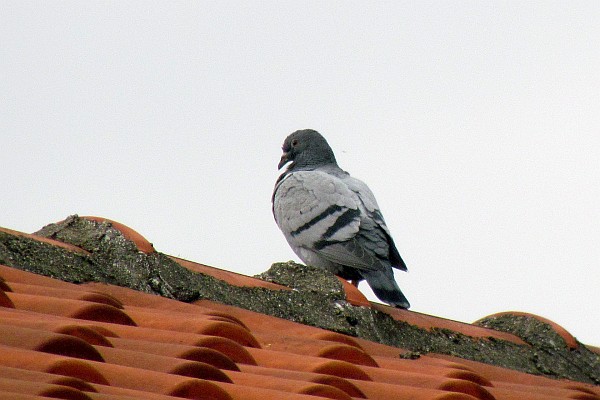 a pigeon on a tile roof ridge