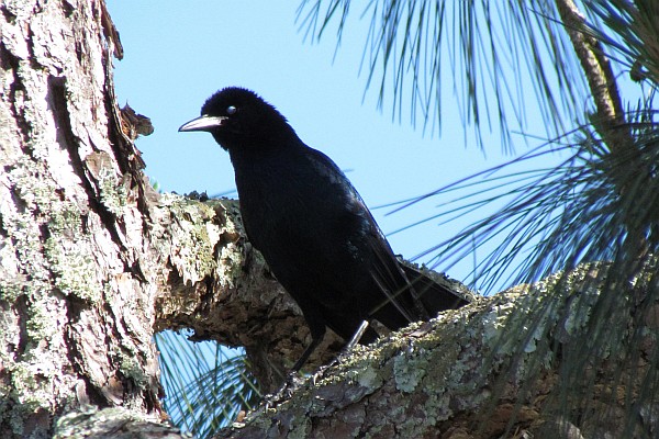 Boat-tailed Grackle