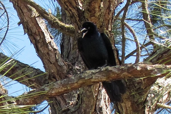 Boat-tailed Grackle