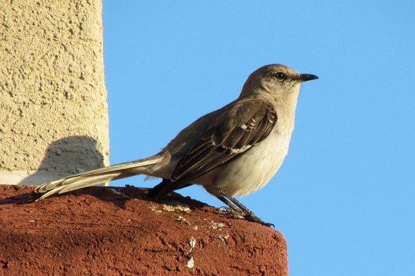 Mocking Bird in SC