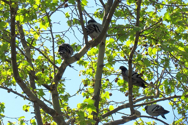 four pigeons in a tree