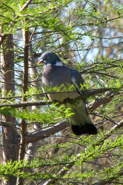one pigeon by itself in a tree