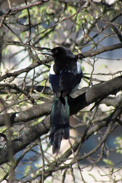back view of a Eurasian Magpie