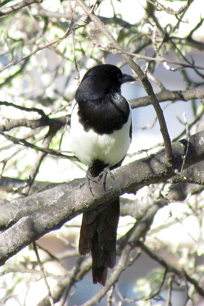 front view of a Eurasian Magpie