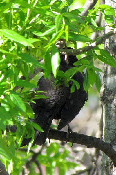 back view of a hiding black bird