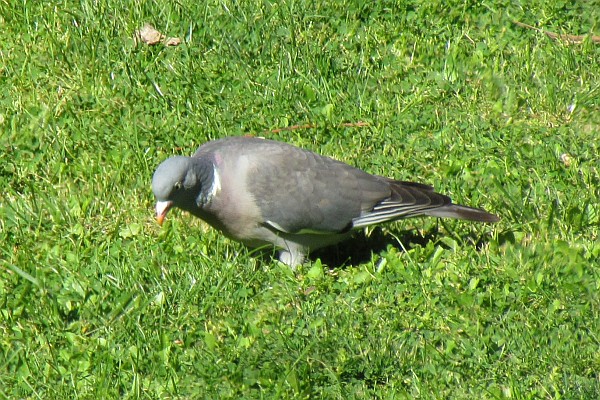 a pigeon finding food in the grass (I)