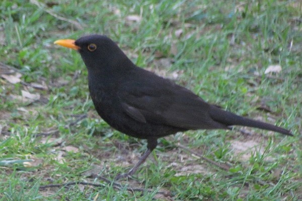 Eurasian Blackbird (I)
