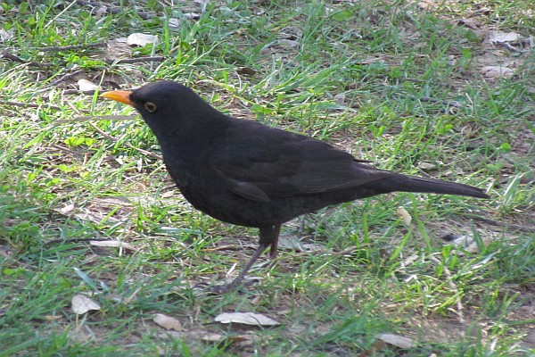 Eurasian Blackbird (II)