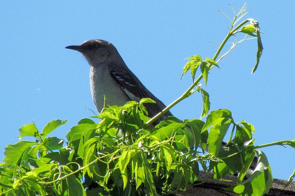 Mocking Bird on "barn" roof